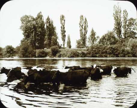 Troupeau de vaches (Pont-à-Mousson)